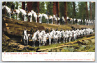 1905 Us Calvery On A Fallen Big Tree California Udb Antique Posted Postcard F18