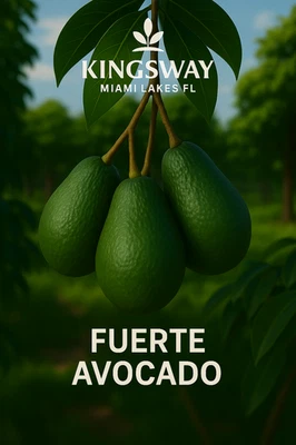 Raro Zill Auténtico Fuerte 3g Árbol de Aguacate Injertado 2-4 Pies de Alto 3 Galones Foto 1 de 4