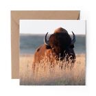 1 x Blank Greeting Card American Bison Wild Animal #21128