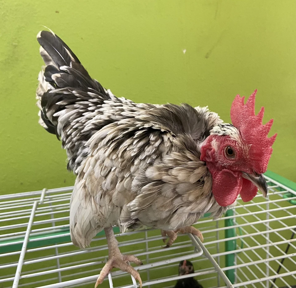 10+ Micro 100% Puerto Rican Kikiriki Hatching Eggs-Crested - NN-Molted -Rumpless