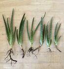 Aloe Vera Lot Of 6 Live Plant With Roots sorted Sizes 10” 8” 7” 5”