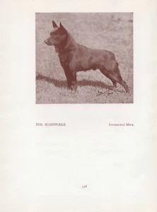 SCHIPPERKE OLD VINTAGE 1934 NAMED DOG PRINT PAGE - Picture 1 of 1