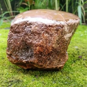 308 GR Natural Amber Partly Polished, Brown - Picture 1 of 12
