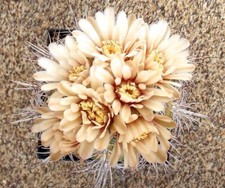 100 GYMNOCALYCIUM castellanosii HK27 semi seeds korn semillas