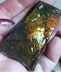 Pieza de exhibición de mesa Ammolite Ammonite 63,5x36x12,5 mm 18294 - Imagen 1 de 4