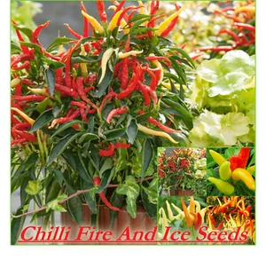 CHILLI FIRE AND ICE 10 Seeds VEGETABLES Grow SPRING SUMMER Hot Cayenne Chillie - Picture 1 of 1