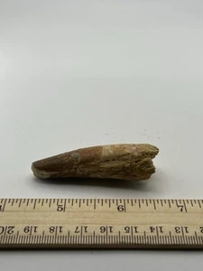 Spinosaurus 2.25” TOOTH  Teeth Dinosaur Fossil before T Rex Cretaceous SC 124 - Picture 1 of 5