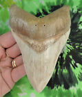 Megalodon Sharks Tooth 5" inch INDONESIAN fossil sharks teeth tooth