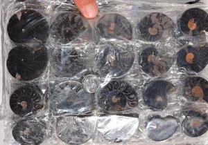 7937c LOT of FIFTY/50 RARE 1n100 BLACK Ammonite PAIR Crystal FOSSIL MEDIUM 3-4cm - Picture 1 of 10