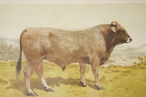 TAUREAU SCHWITZ SUISSE GRAVURE COULEURS CIRCA 1893 PRINT R3101 - Picture 1 of 1