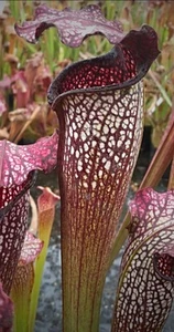 Pianta carnivora ‘RARE’ Sarracenia Aerolata “Super Color” Torba Dionea Fiori - Foto 1 di 3
