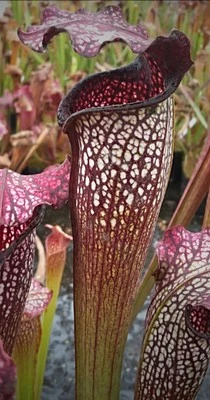 Pianta carnivora ‘RARE’ Sarracenia Aerolata “Super Color” Torba Dionea Fiori - Immagine 1 di 2
