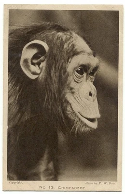 Zoological Society Of London Regent's Park Chimpanzee No. 13 Postcard - Image 1 of 2