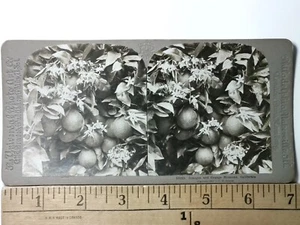 Los Angeles California fiori d'arancio arance stereoview antico c1901 Y18714 - Foto 1 di 2