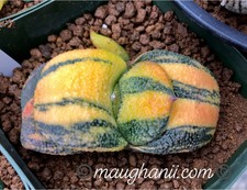 Gasteria armstrongii variegate 'Banana' 20 seeds, fresh seeds 2019- Set B6