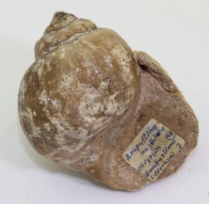 Schnecke, Ampullina anguillana, Tertiär, Oligozän, Vicenza, Italien -i551 - Bild 1 von 7