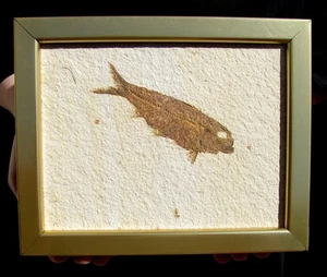 BEAUTIFUL, FRAMED KNIGHTIA EOCAENA FOSSIL FISH FROM WYOMING - GREAT GIFT IDEA! - Picture 1 of 1