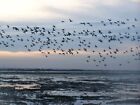 Photo 6X4 Flock Of Geese Over South Ooze Mudflats Broom Street More Russi C2008
