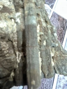 Black Friday / lastre fossili / 250 milioni di anni - Dinodagget - radici di ginko - Foto 1 di 7