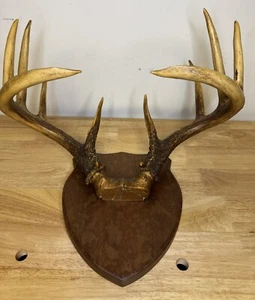 Wild 12 Point Whitetail Deer Antler Rack Skull Plate Mounted Decor Man Cave - Picture 1 of 7