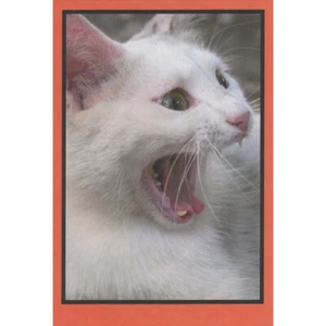 Shocked White Cat Candy Is All Gone Humorous / Funny Halloween Card - Picture 1 of 2