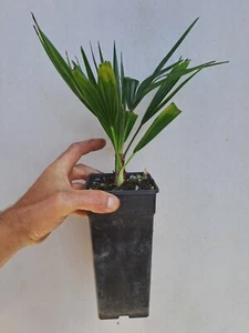 Livistona australis 'cabbage-tree' palm (Tubestock 4") - Picture 1 of 2