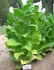 1000 Symbol 4 Tobacco Seeds ~ Early Maturing Pipe and Cig Nicotiana Tabacum