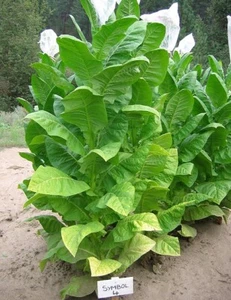 1000 Symbol 4 Tobacco Seeds ~ Early Maturing Pipe and Cig Nicotiana Tabacum - Picture 1 of 4