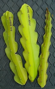 3 American Beauty Dragon Fruit Fresh Cuttings 8 -10 inch long self pollinating  - Picture 1 of 10