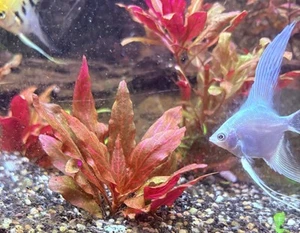🌟 Aquarium 2 Stück Rote Pflanze Papageienblatt toller Kontrast - Vordergrund - Bild 1 von 2
