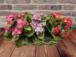 Basket of Artificial Kalanchoe. Silk Flower Floral Arrangements - Picture 1 of 7