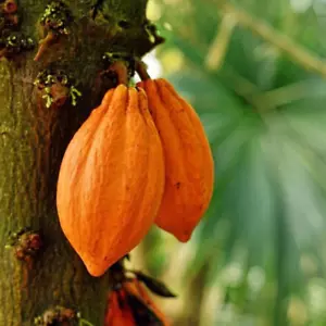 Hybrid Chocolate Plant ( Orange Cocoa , Seedling plant ) 1 Bare-Root Plant - Foto 1 di 2