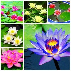 30 MIXED Lotus Bowl Water Lily Seeds - Picture 1 of 5