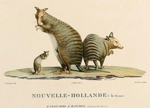 PÓSTER EXTINTO CON BANDAS LIEBRE WALLABY BRILLANTE IMAGEN FOTO IMPRESIÓN BANNER 10035 - Imagen 1 de 1