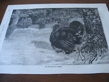 1885 Art Print ENGRAVING - WILD TURKEY Strut Hunt Hunting