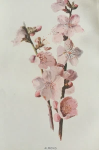 Antique 1880s Almond Botanical Print | F Edward Hulme & Shirley Hibberd Garden - Picture 1 of 8