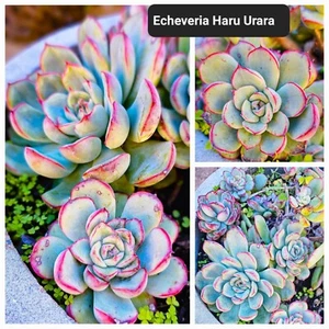 24 Rare Rooted Succulent Pack With Names Free Post - Picture 1 of 24