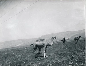 LIBAN c. 1960 - Environs de Baalbeck Chameaux - NV 7738 - Picture 1 of 2