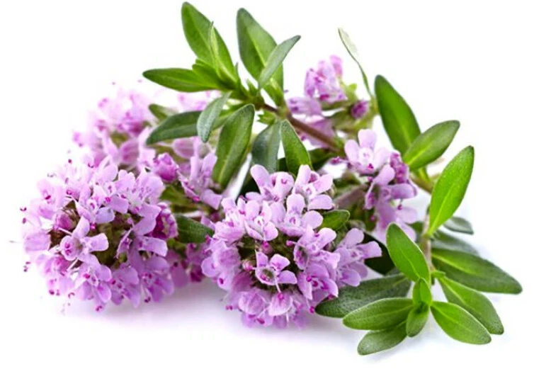 MORINGA SHOP Thyme Capsules (thymus vulgaris) - 100% Whole No Fillers