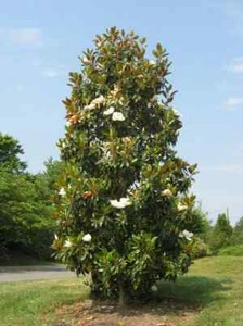"'Bracken's Brown Beauty " Southern Magnolia Tree~ 20-28 inch tall~Well Rooted - Picture 1 of 13
