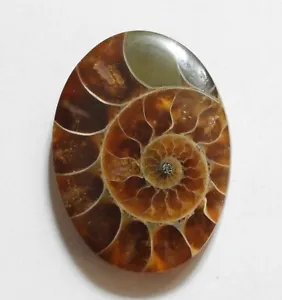 59.45 Cts Natural Ammonite Cabochon Loose Gemstone 36.3X27X6.6 MM - Picture 1 of 3