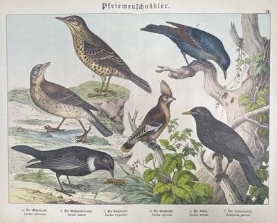 antike Grafik Fauna: Pfriemenschnäbler, Amsel Original - Lithografie um 1880 - Bild 1 von 4