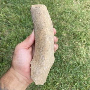 Huge Fossilized Rib Bone Segment Marine Mammal South Florida Fossil  - Picture 1 of 5