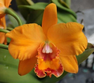 Orchids Laelia Cattleya Lc. Aussie Sunset x Blc. Lenette's Gold Dust--FLOWER!! - Picture 1 of 5