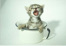 Kitten in Tea Cup Letizia Volpi 1992 Untitled Postcard Cute Cat in Tin Mug