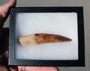 Authentic 4.0" Spinosaurus Tooth in Riker Mount - Picture 1 of 9