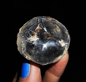 ¡¡INCREÍBLE AMONITA!! TRONCO DE MADERA PETRIFICADA, PULIDO SUPERIOR DE JAVA, INDONESIA, 29MM - Imagen 1 de 7