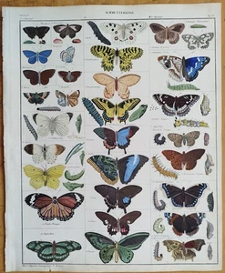 Schmetterling - Oken Großer Originaldruck Koloriert  Folio - 1843 - Bild 1 von 2