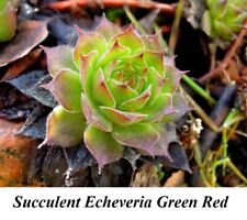 Seeds Succulent Echeveria Secunda Glauca Glaucous Bluish Grey Aloe Cactus Chick