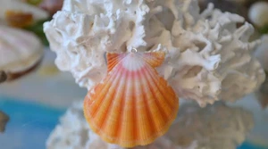 Huge Yellow Hawaiian Sunrise Shell Pendant made with Sterling Silver - Picture 1 of 12